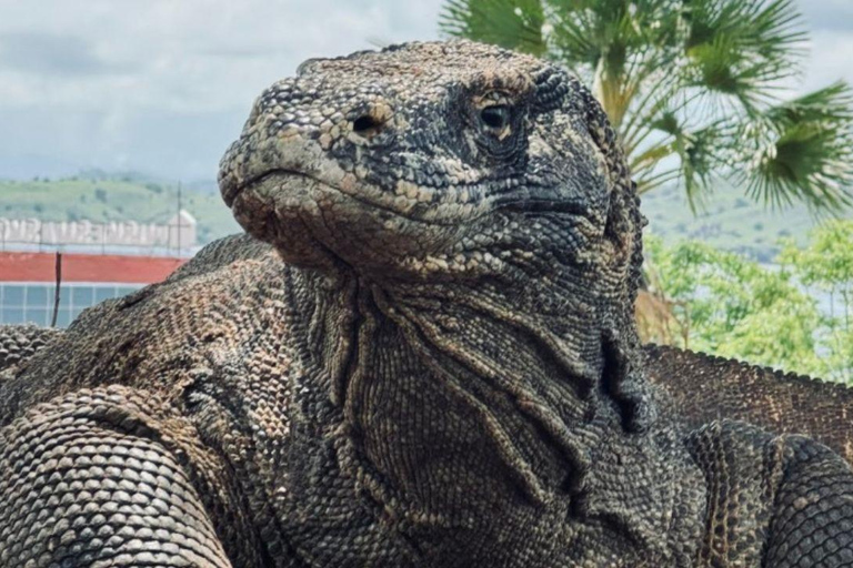 Komodo Island Shore Excursion for Cruise Ship Passengers