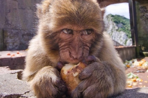 The Rock Tagestour: Gibraltars Affen, Belagerungstunnel