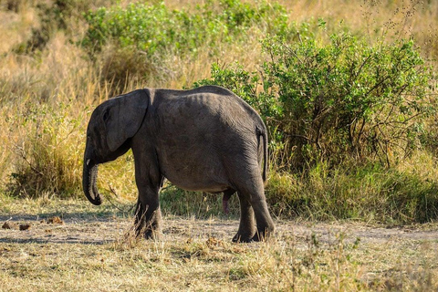 LUXURY SAFARI- ZANZIBAR TO MIKUMI NP: 2 DAYS 1 NIGHT