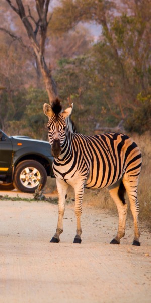 Full Day Private Kruger Safari from Hoedspruit - Housity