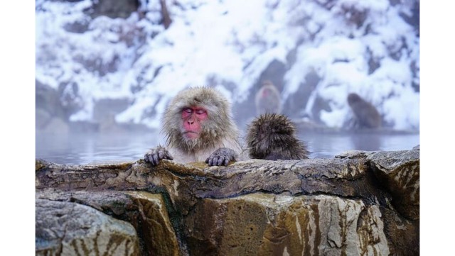 Visit Snow Monkey & ZinkoJi With Sake Tasting Private Tour in Nagano