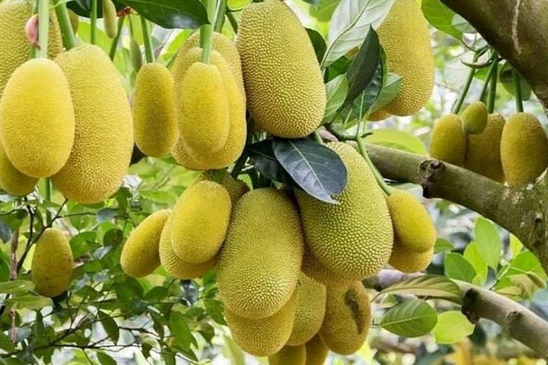 Zanzibar: Wycieczka po wiejskiej farmie z degustacją przyprawZanzibar: Wycieczka po farmie Village Green z degustacją przypraw