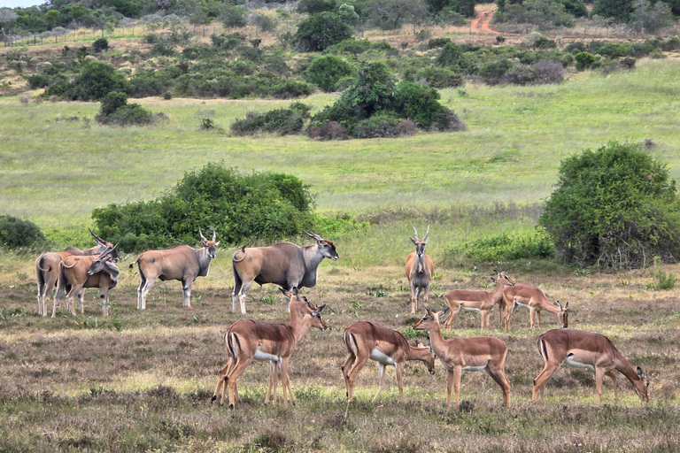 Half-Day Schotia Game Reserve (Open 4x4 Vehicle)