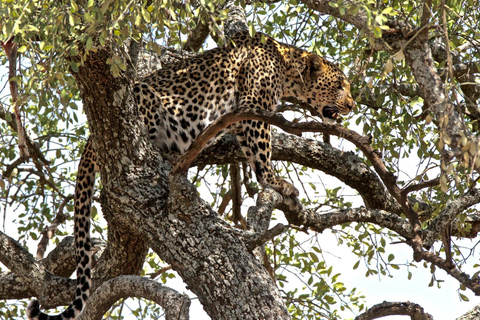 Da Arusha: tour di 2 giorni al Lago Manyara e al cratere di Ngorongoro