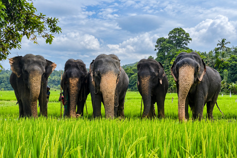 Kandy: Elephant Village Experience & Kandyan Dance Tour Kandy: Private Guided City Tour by Tuk-Tuk