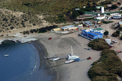 From Puerto Madryn: Full-Day Valdes Peninsula Tour