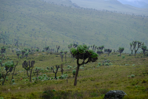 Aberdare National Park: Mount Satima Overnight Hike