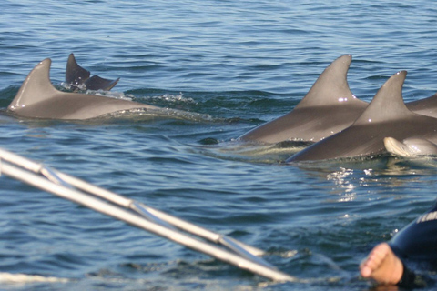 Adelaide: 3,5-stündiges Schwimm-Erlebnis mit Delfinen