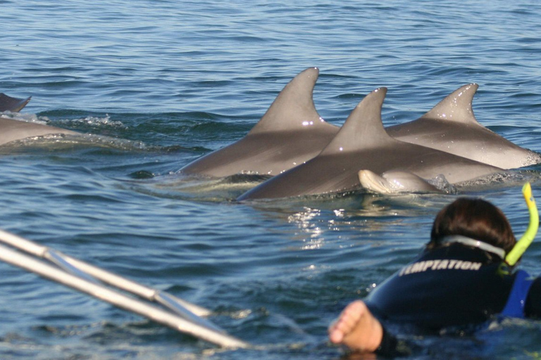 Adelaida: Experiencia de natación de 3.5 horas con delfines