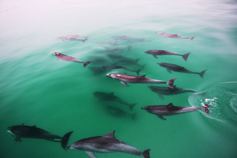 Adélaïde: 3,5 heures de nage avec les dauphins