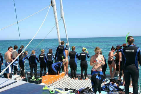 Adélaïde: 3,5 heures de nage avec les dauphins