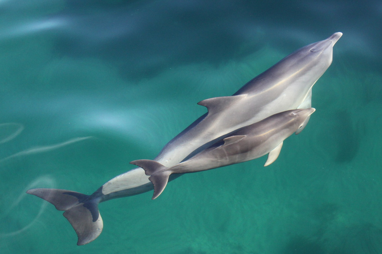 Adélaïde: 3,5 heures de nage avec les dauphins