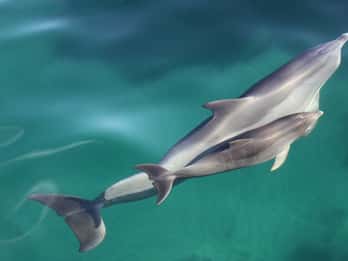 Adelaide: 4-Hour Guaranteed Wild Dolphin Watching Cruise