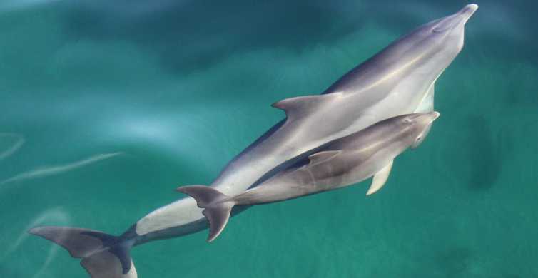 Adelaide 3.5 Hour Guaranteed Wild Dolphin Watching Cruise