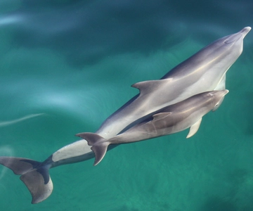 Adelaide: 4-Hour Guaranteed Wild Dolphin Watching Cruise