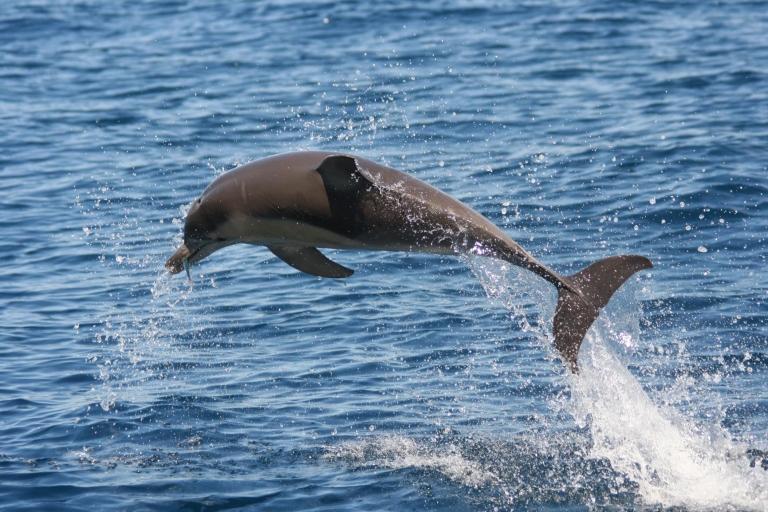 Adelaide: 3.5-Hour Guaranteed Wild Dolphin Watching Cruise