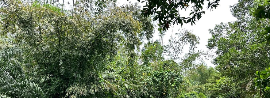 Khao Lak : excursion d'une demi-journée en radeau de bambou, temple et cascade