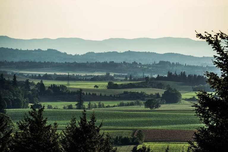 Tour de vinhos em Willamette Valley: Uma viagem para os sentidos