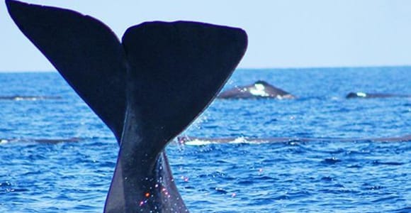 Bentota: Whale Watching, Galle Fort, & Turtle Day Tour