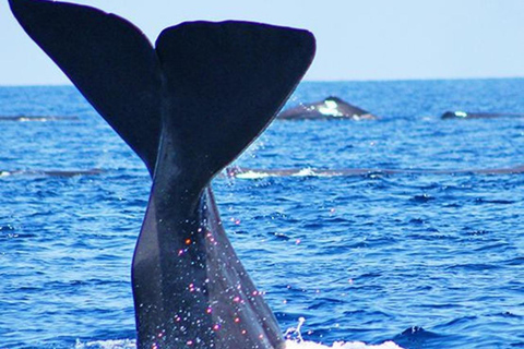 Bentota: Whale Watching, Galle Fort, & Turtle Day Tour
