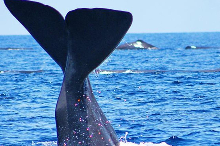 Bentota: Whale Watching, Galle Fort, & Turtle Day Tour