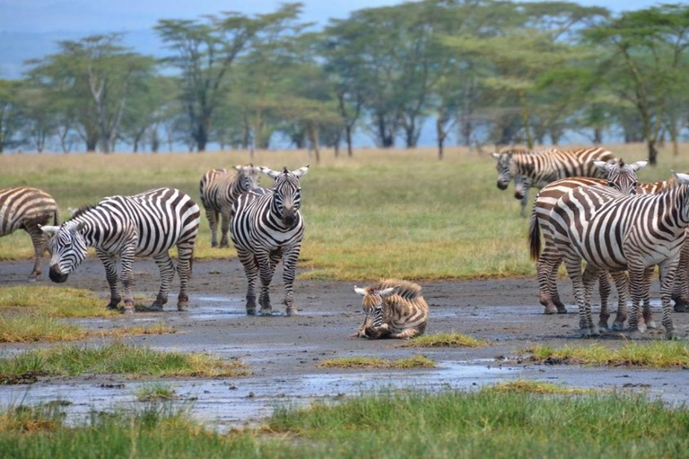 Nakuru National Park Day Trip