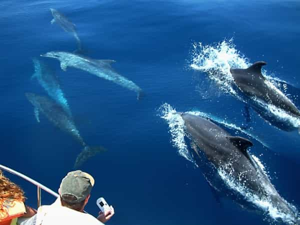 Bay Of Gibraltar: 1.5-Hour Dolphin Cruise | GetYourGuide