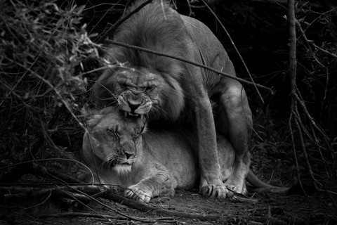 Addo Elephant National Park All Inclusive heldagssafariStandardtur