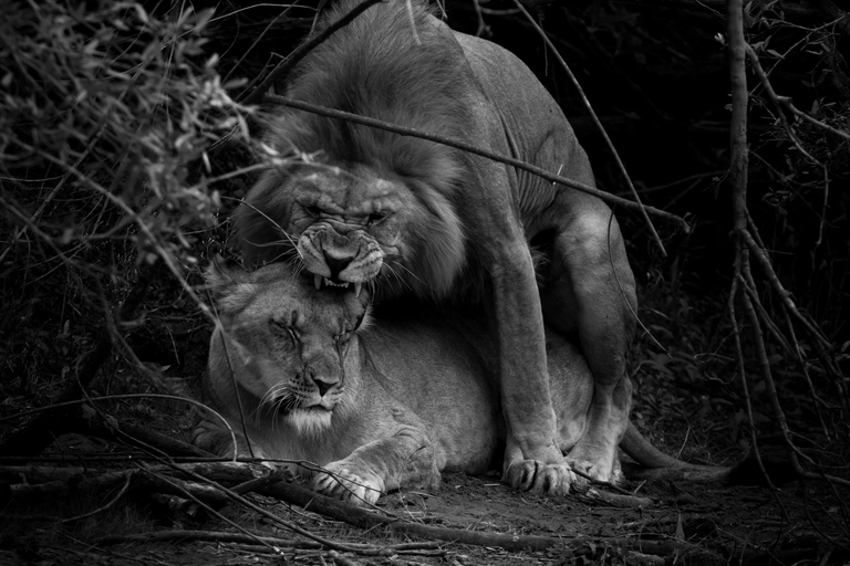 Addo Elephant National Park All Inclusive heldagssafariStandardtur