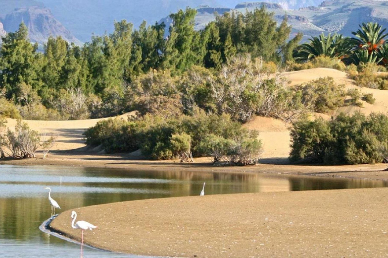 Rent e-Scooter + option Rent Jet Ski front Maspalomas Dunes