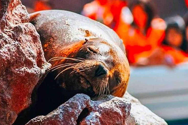 Ica : excursion d&#039;une journée dans les îles Ballestas et la réserve nationale de Paracas