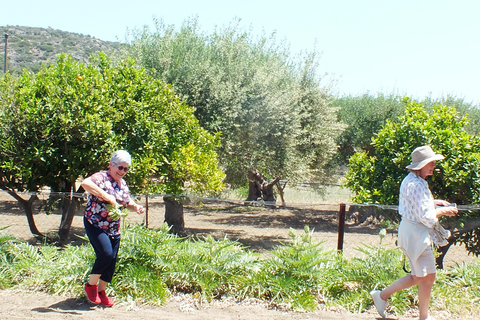 Experiencia en la Ruta del Olivo, clase de cocina y cata de aceite de oliva