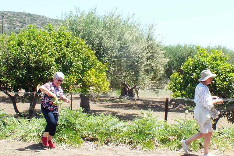 Olive Trail Experience, matlagningskurs och provsmakning av olivolja