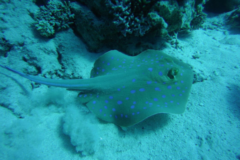 Marsa Alam: Sataya Reef Dolphin House Passeio de barco com snorkeling