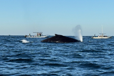 Puerto Escondido: Bootstour zu Delfinen und MeerestierenPrivate Tour