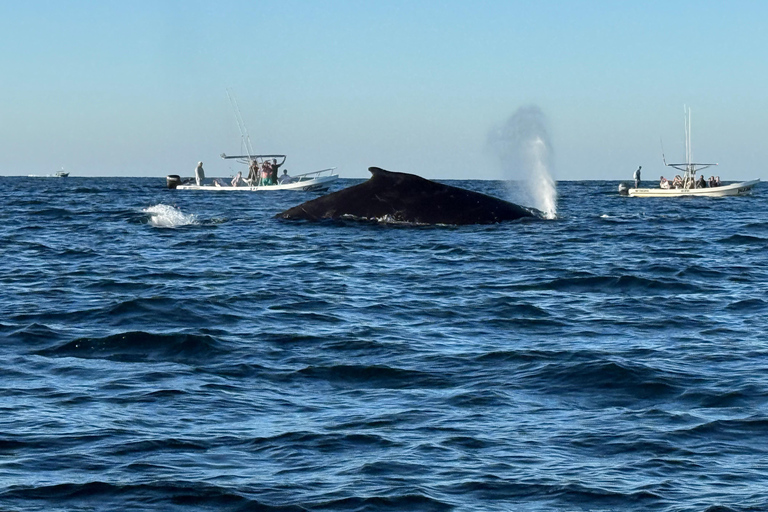 Puerto Escondido: Bootstour zu Delfinen und MeerestierenPrivate Tour