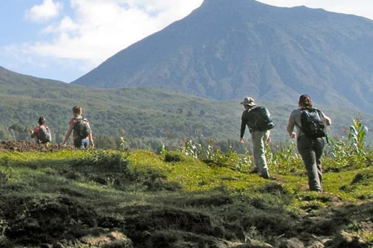 3 Day Rwanda Gorilla and Golden Monkey Trekking Tour