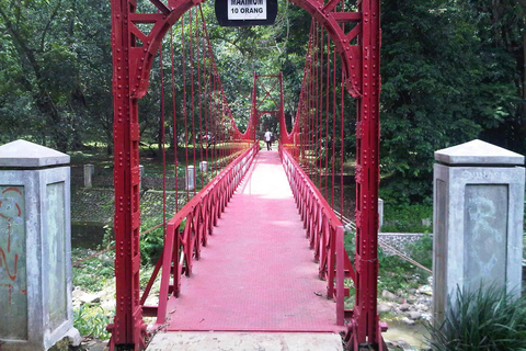 DESDE BANDUNG : PLANTACIÓN DE TÉ/JARDÍN BOTÁNICO/YAKARTA