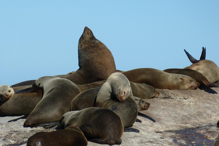 Cape Town: Robben Island Ticket With Ferry Check-in Help