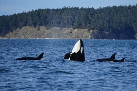 Orcas Island: Orca Whales guaranteed boat tour