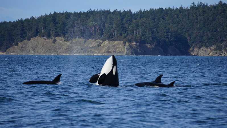 Orkaseiland: Orka walvissen gegarandeerde rondvaart