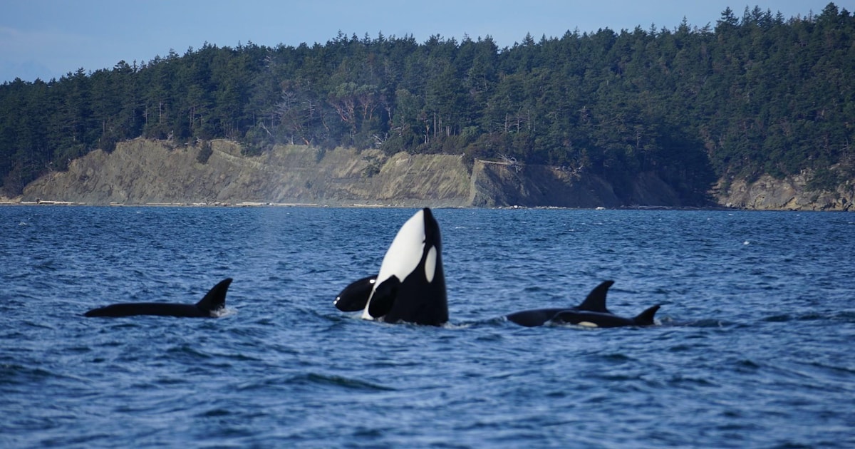 Orcas Island: Orca Whales guaranteed boat tour | GetYourGuide