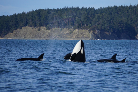 Anacortes: Whale and Orca Boat Tour near Seattle