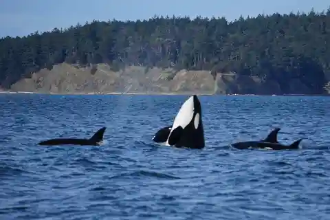 Orcas Island: Orca Whales guaranteed boat tour