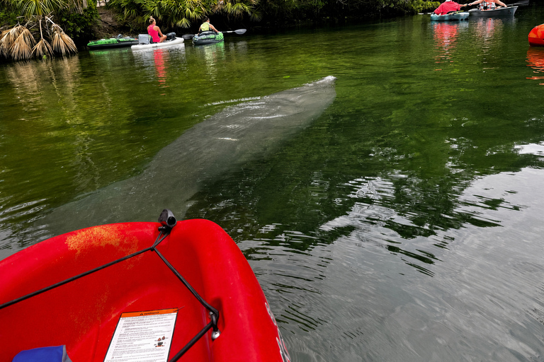 Crystal River: Full-Day Tandem Kayak Rental