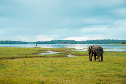 Sigiriya Rock Hike, Village Cookery Experience & Wild Safari