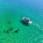 Setúbal e Tróia: tour in barca con avvistamento delfini
