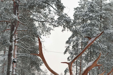 Rovaniemi: Ontmoet de Kerstman, Rendiersledetocht &amp; Huskies