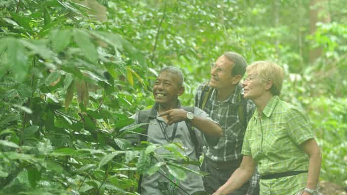 langkawi rainforest daytour malaysian jungle trekking