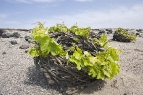 Santorini Wine Roads: Tour of 3 Wineries with a Sommelier Private Winery Tour